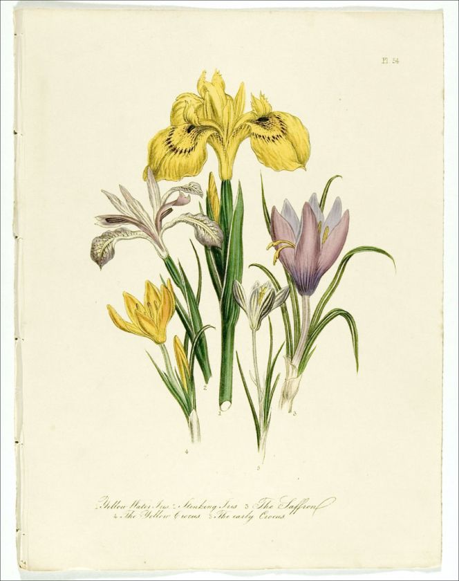 1849 Antique HC LOUDON Print 54 ~ IRIS Crocus  