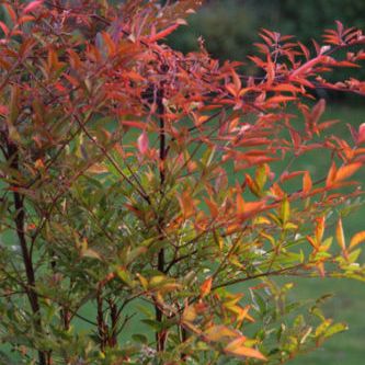 Nandina Domistica Sacred Bamboo 3 litre pot  