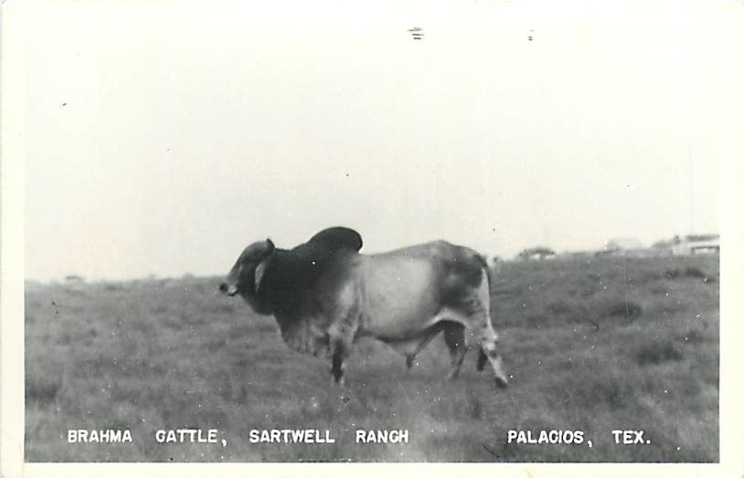 TX PALACIOS SARTWELL RANCH BRAHMA CATTLE RPPC T6914  