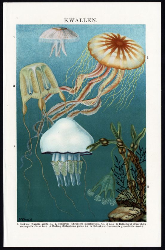 Antique Print MOON JELLYFISH COMPASS Meyers 1895  