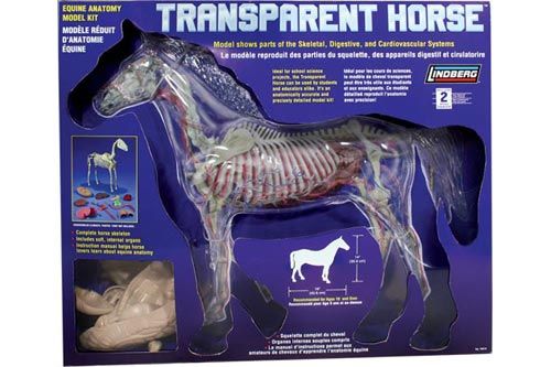 TRANSPARENT HORSE MODEL LINDBERG BODY& BONES SCIENCE  