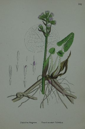 1888 Sowerby ENGLISH BOTANY 183 H/C Plates COMPOSITAE  