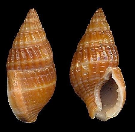 Bestshells Nassarius Vitiensis 32.31 mm Fine + +/Gem.  