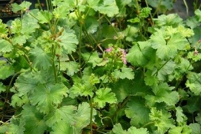 Coconut Scented Geranium  