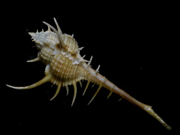 Formosa/New shells/ Murex altispira 84mm.Rare  