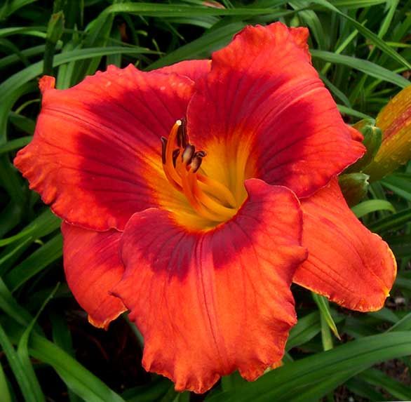 plants shipping daylily abbreviations xxxxx hybridizer year 