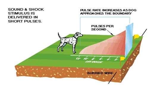 Shock Shocking Collars In ground Electric Fencing Fence System For 2 