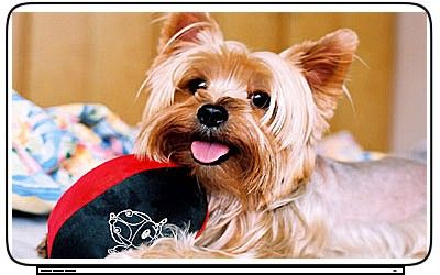 Dogs Yorkshire Terrier Laptop Netbook Skin Decal Cover  