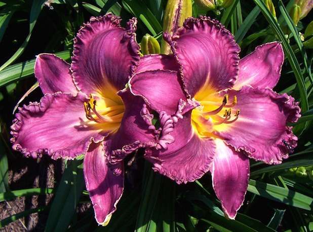 ASHEVILLE BELE CHERE   DF  LB7C   Selman 2005   DAYLILY  