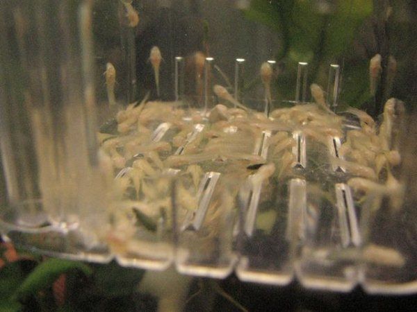 Breeding Trap Show Tank killifish guppy Angelfish fry  