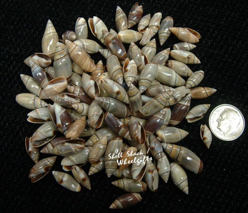 CRAFT SHELLS   MEXICAN OLIVE 3/4 SEASHELLS FREE ship  