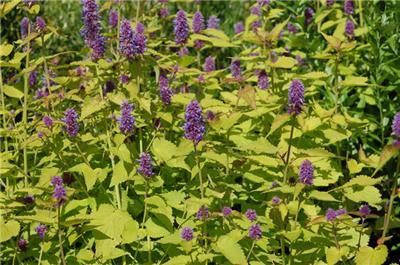   Hyssop Golden Jubilee Perennial Flower Cottage Garden Medicinal  