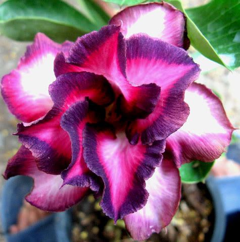 ADENIUM OBESUM DESERT ROSEViolet city  50 SEEDS  