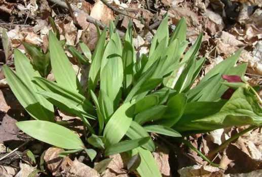 This listing is for 30 seeds from the Ramps plant, Allium tricoccum 