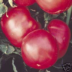 BETTER BOY TOMATO 25 SEEDS A BUSHEL OF FRUIT PER PLANT  