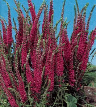 Perennial   Veronica Speedwell Spicata Red Fox Seeds  