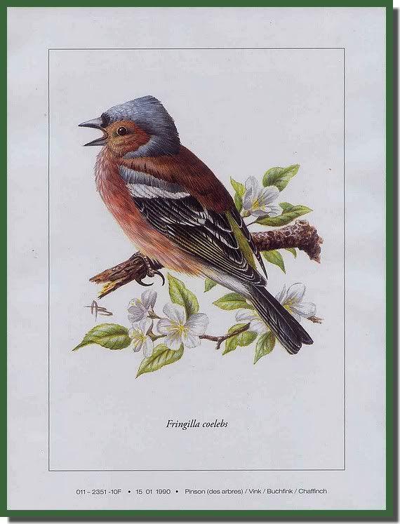 Andre Buzin bird prints Limited Edition Chaffinch #11  